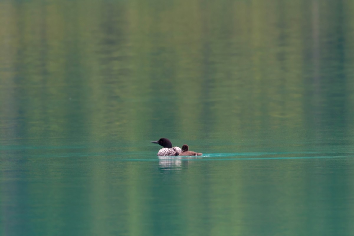 Common Loon - ML620517669