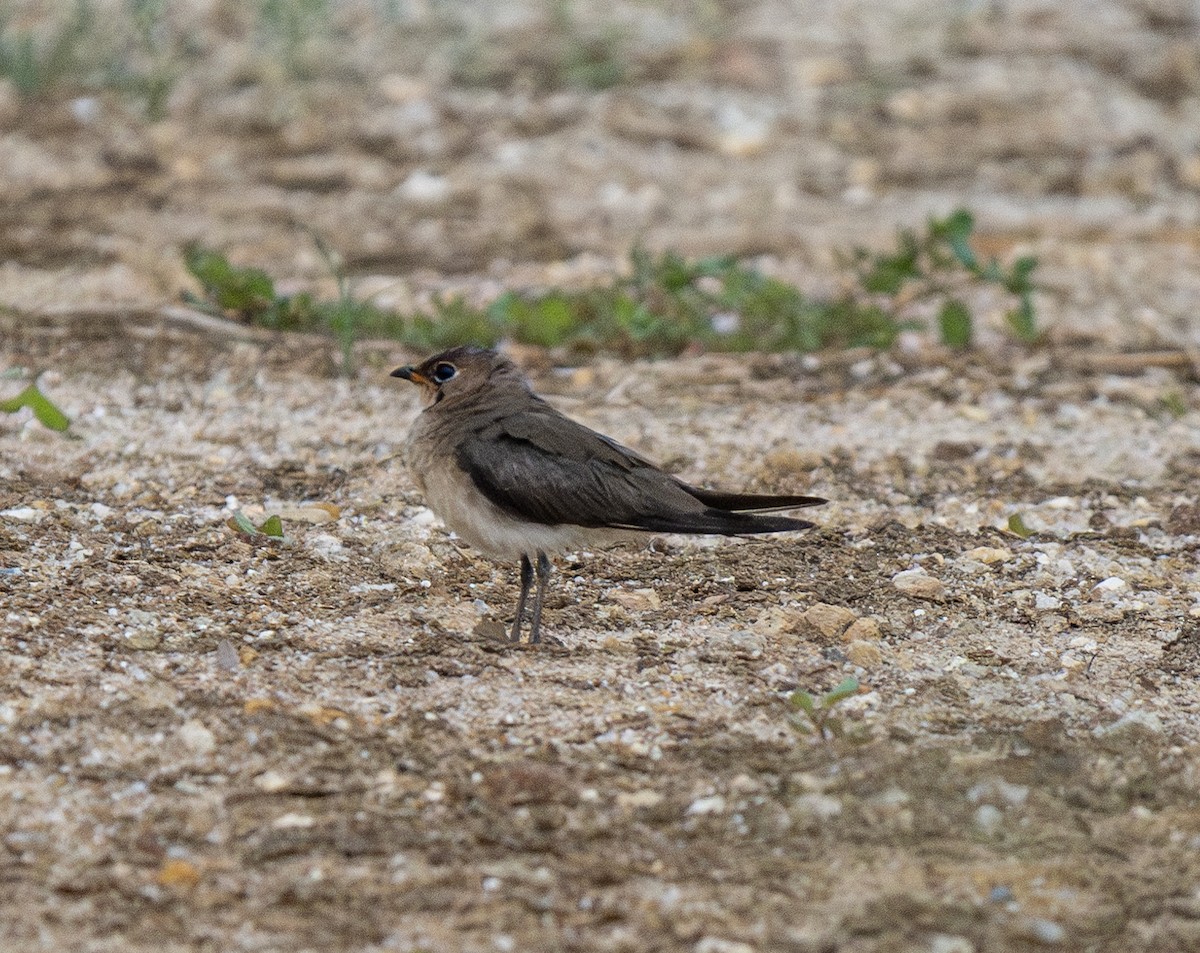 Oriental Pratincole - ML620517671