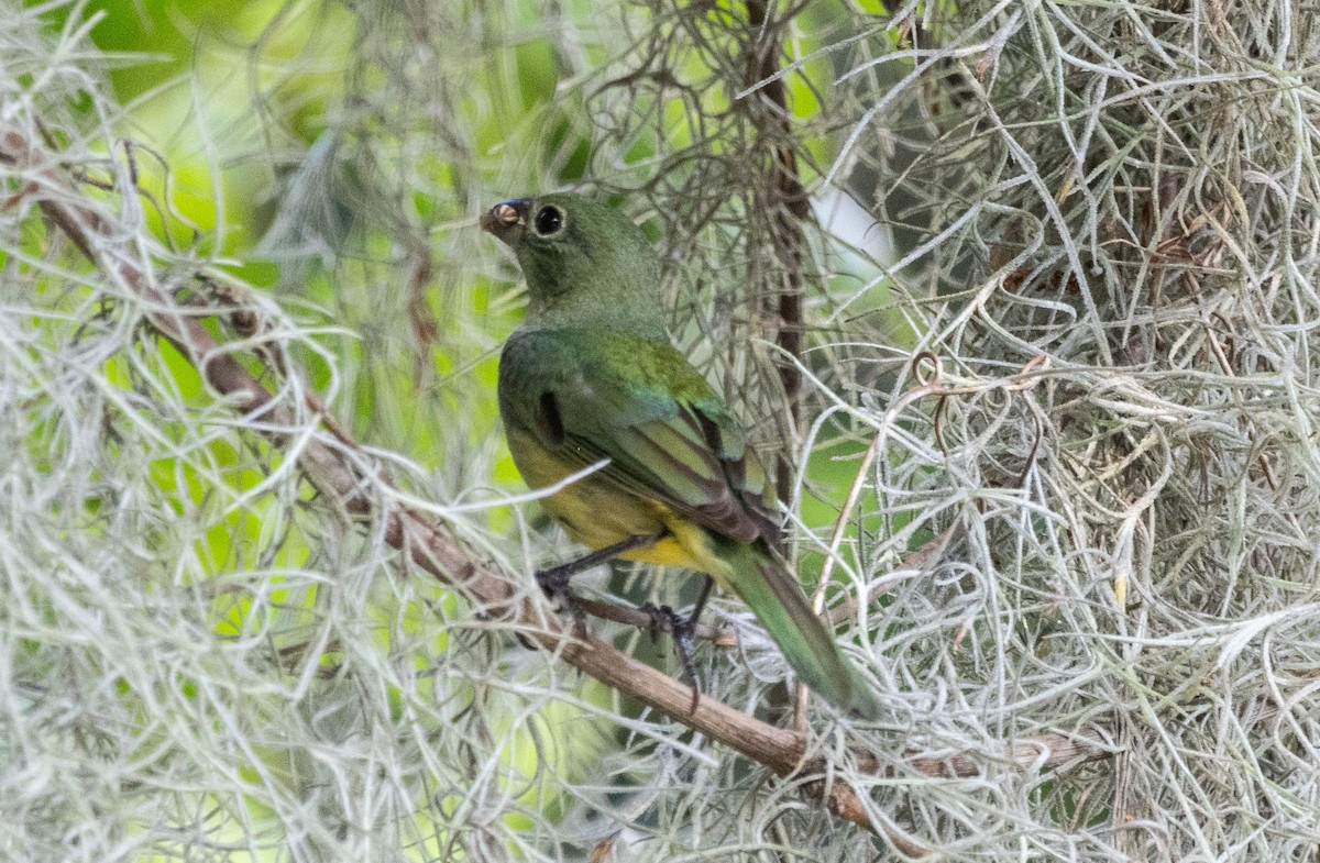 Painted Bunting - ML620517673