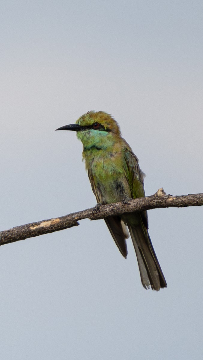 Asian Green Bee-eater - ML620517675