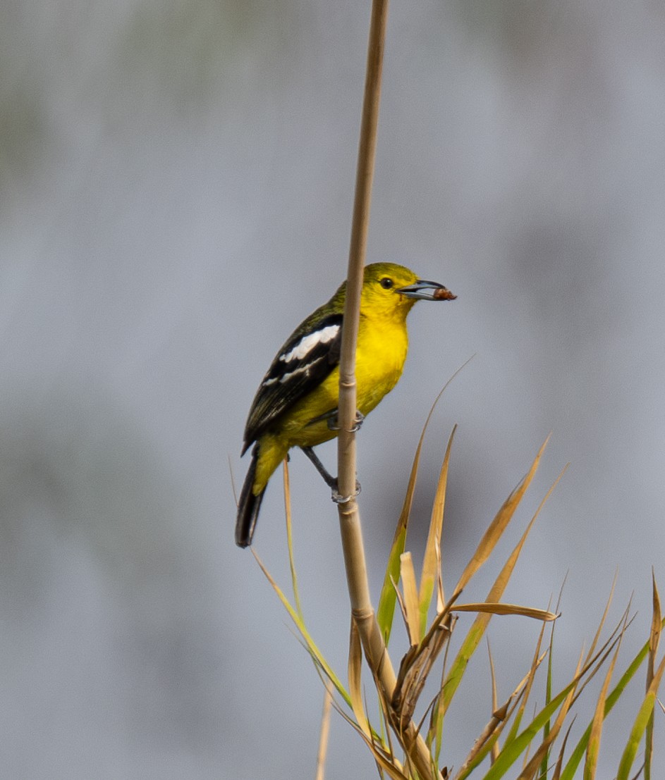 Common Iora - ML620517677