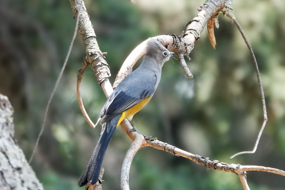 Gray Silky-flycatcher - ML620517679