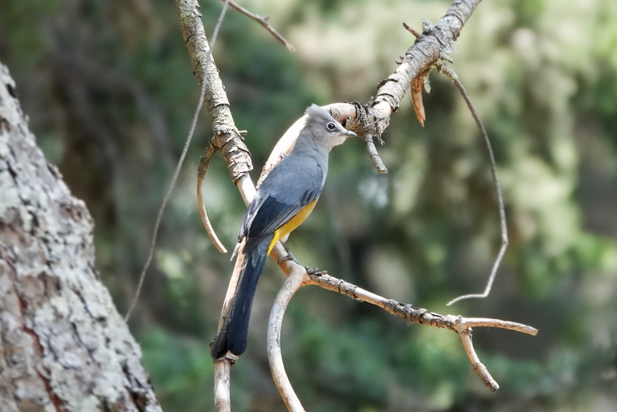 Gray Silky-flycatcher - ML620517680