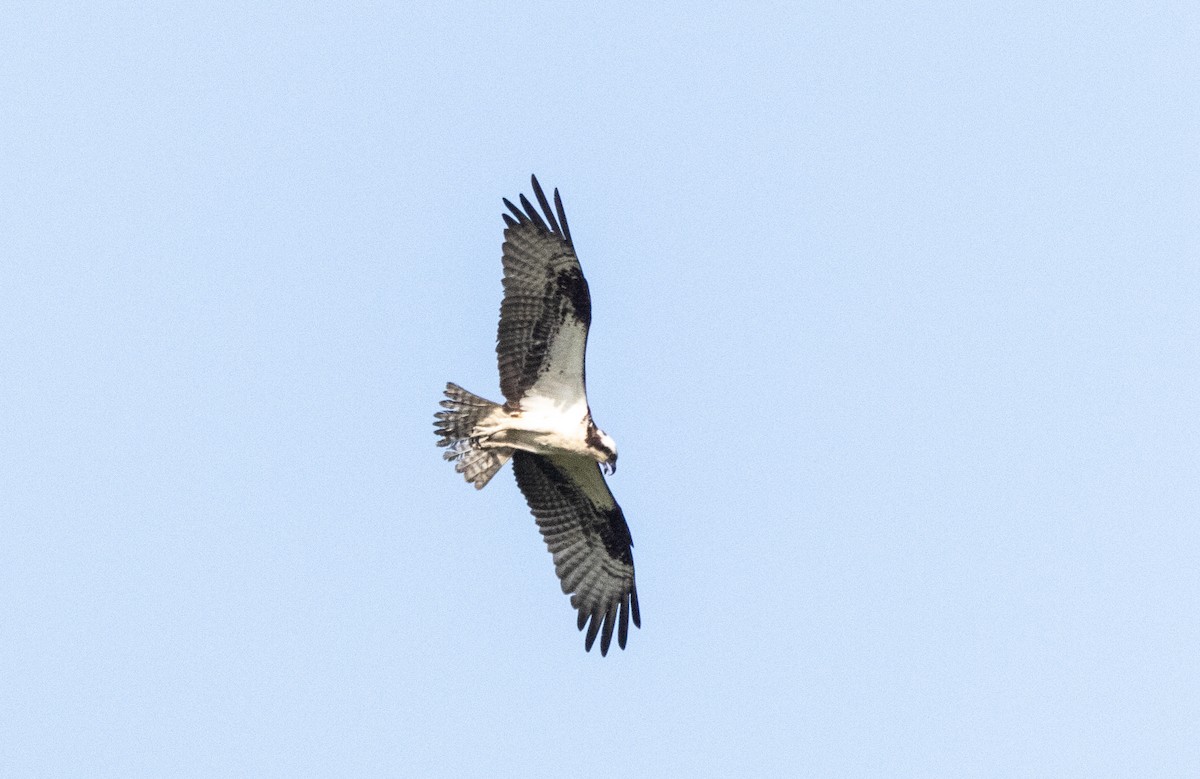 Águila Pescadora - ML620517683