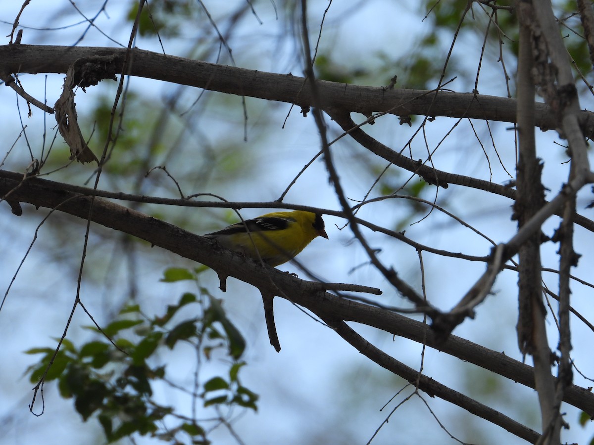 American Goldfinch - ML620517685