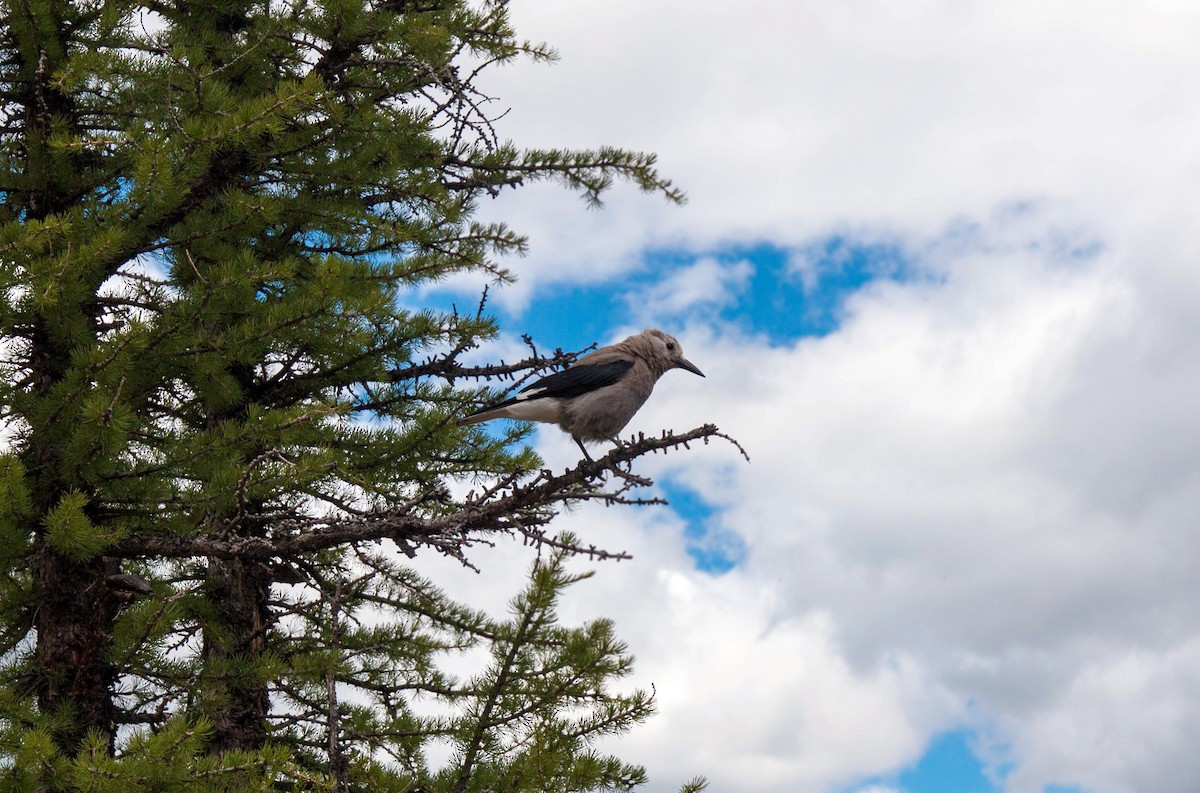 Clark's Nutcracker - ML620517686