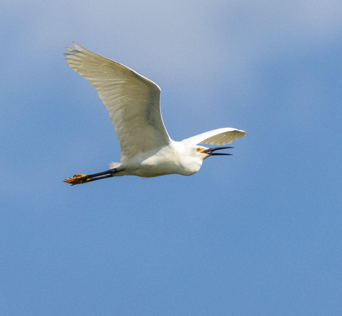 Snowy Egret - ML620517687