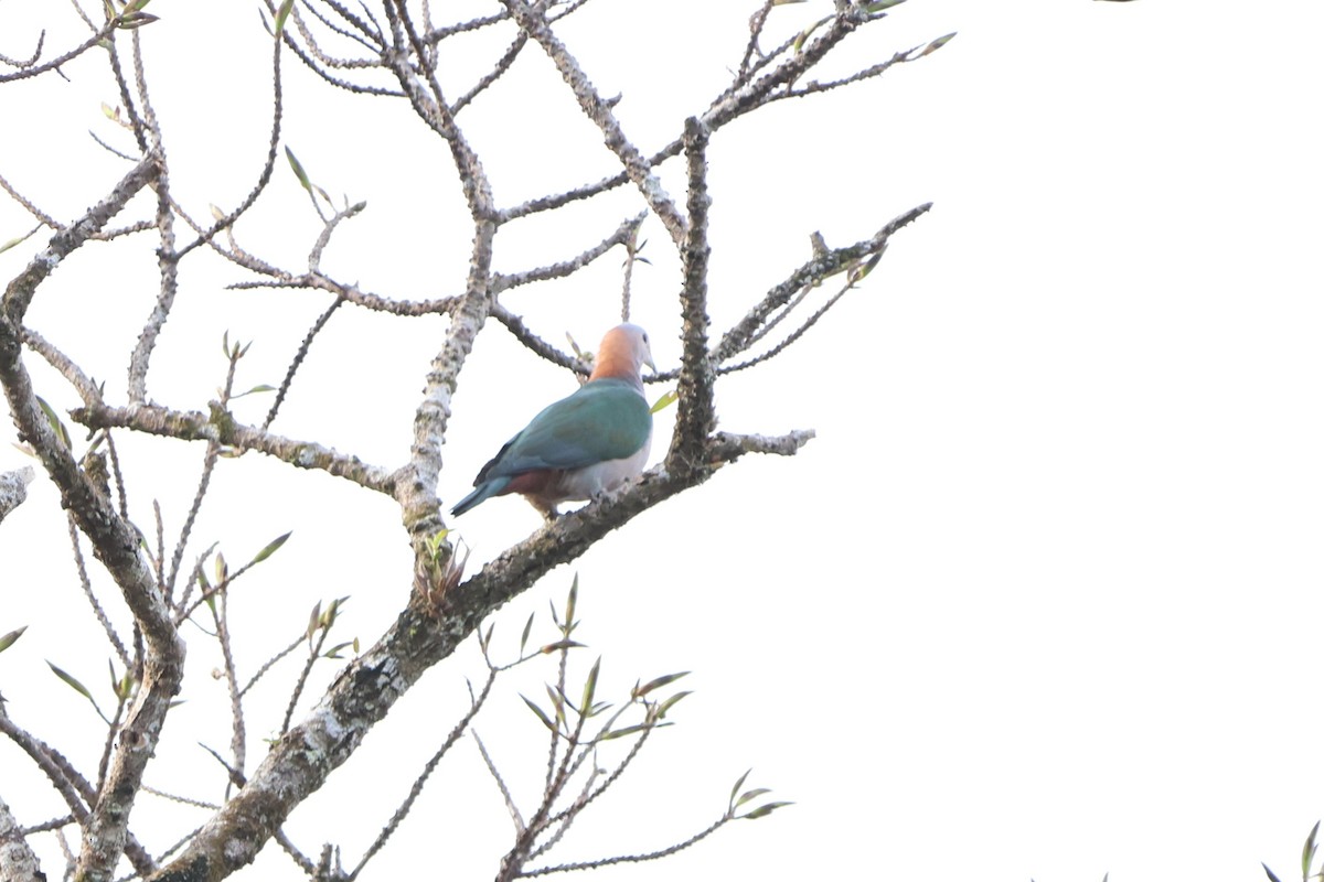 Green Imperial-Pigeon (Rufous-naped) - ML620517688