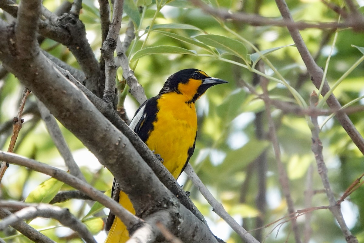 Black-backed Oriole - ML620517689