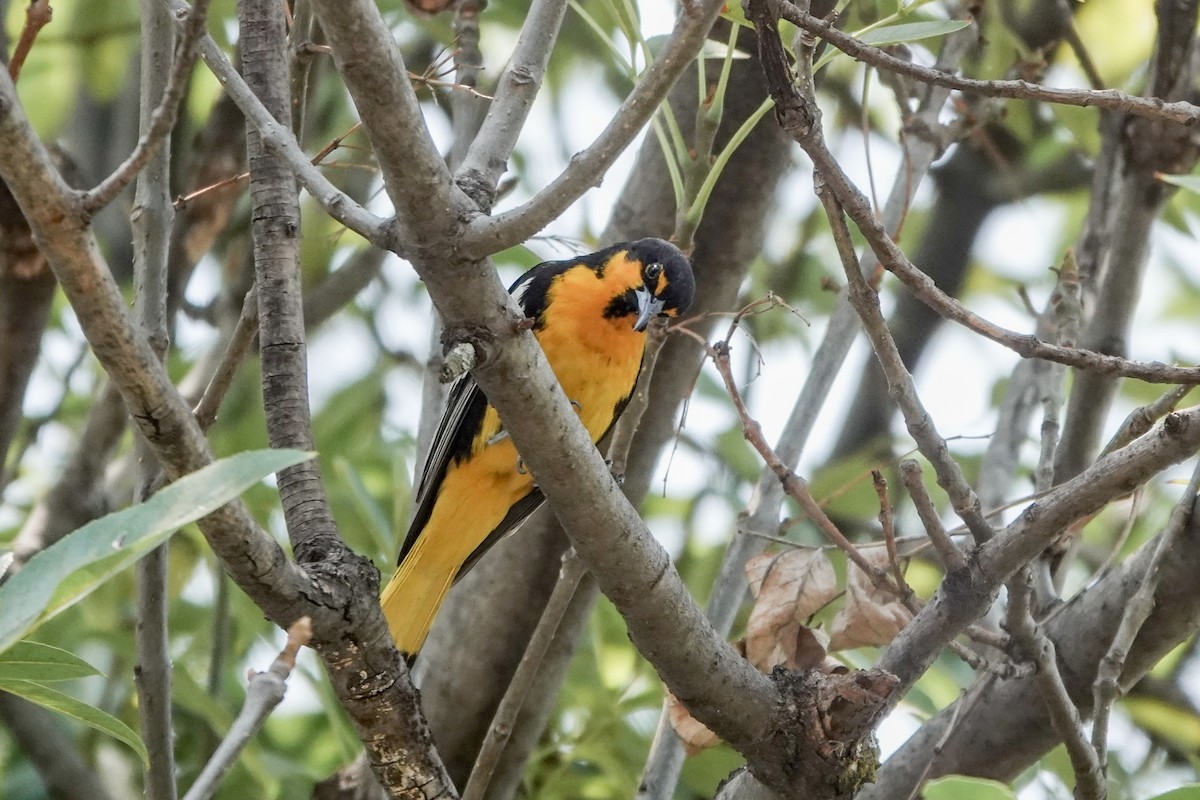 Black-backed Oriole - ML620517690