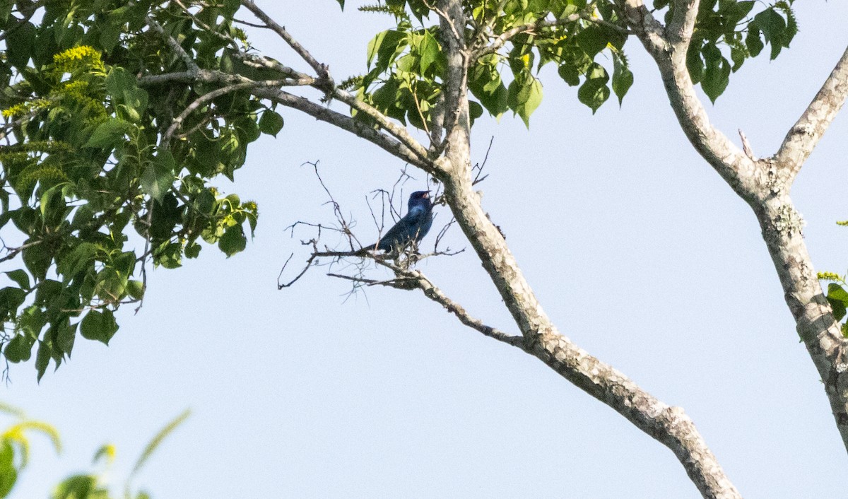 Passerin indigo - ML620517692