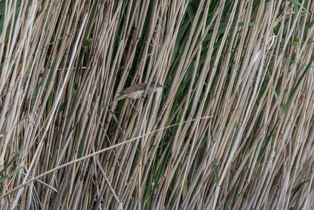 Great Reed Warbler - ML620517693