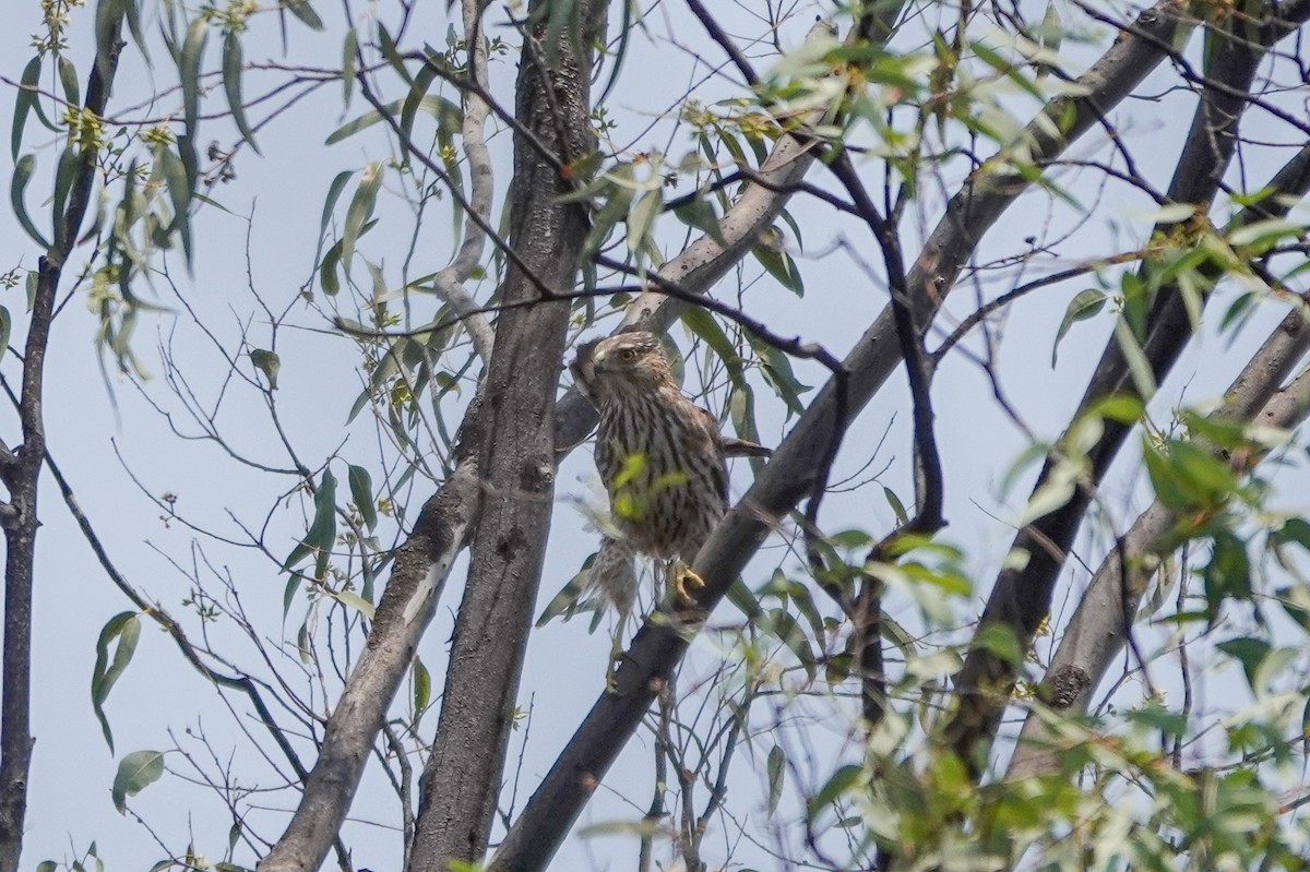 Cooper's Hawk - ML620517694