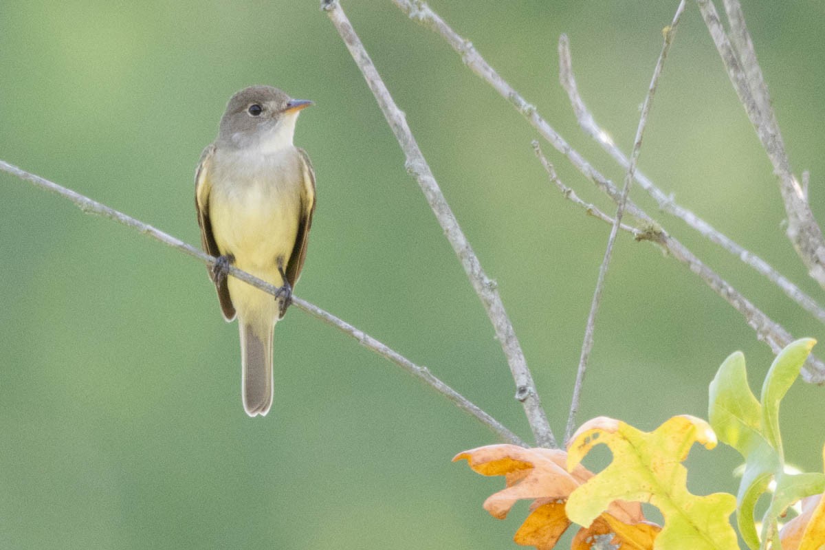 Willow Flycatcher - ML620517696