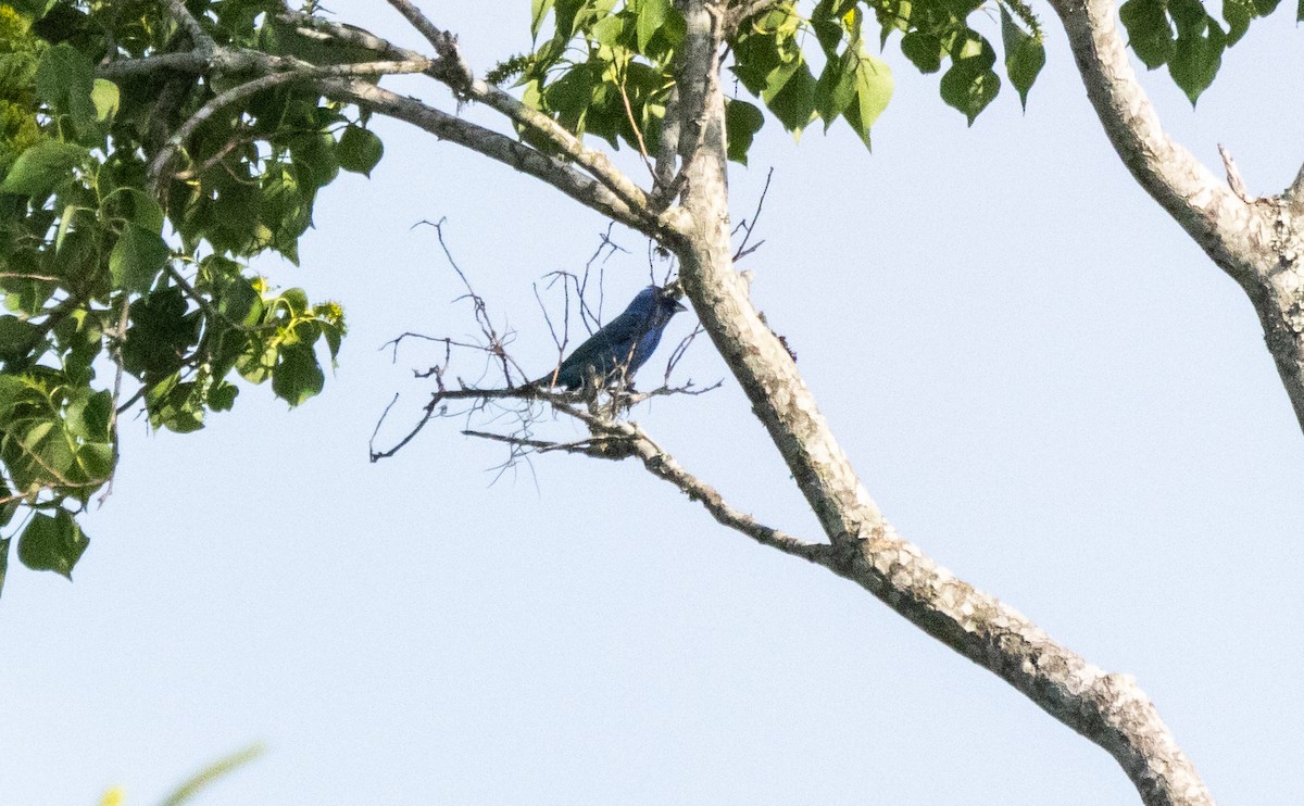 Indigo Bunting - ML620517698