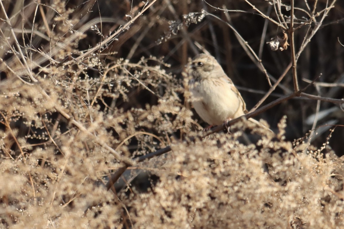 Rufous-backed Bunting - ML620517700