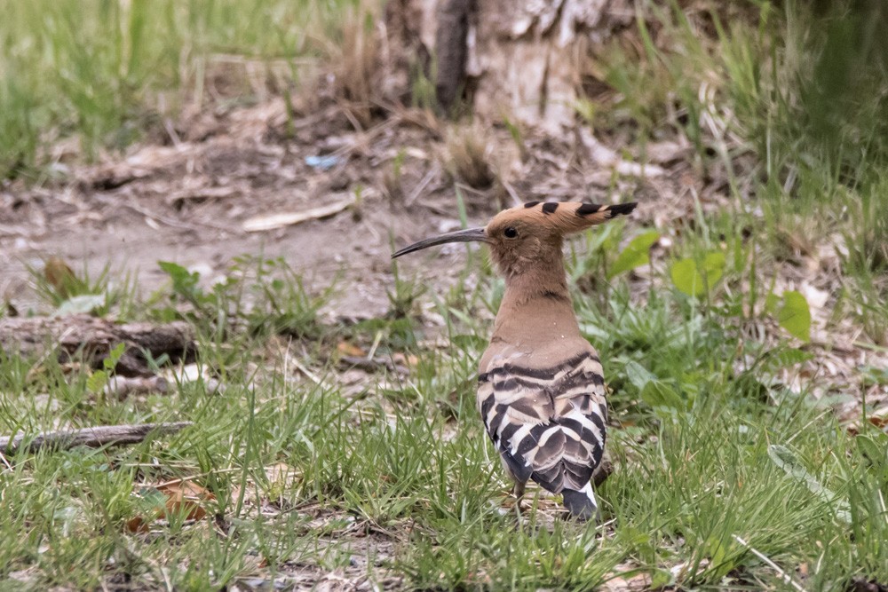 Eurasian Hoopoe - ML620517701