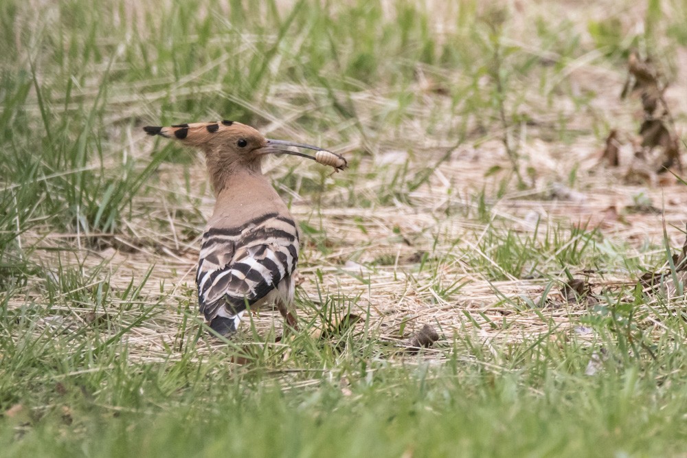 Eurasian Hoopoe - ML620517702