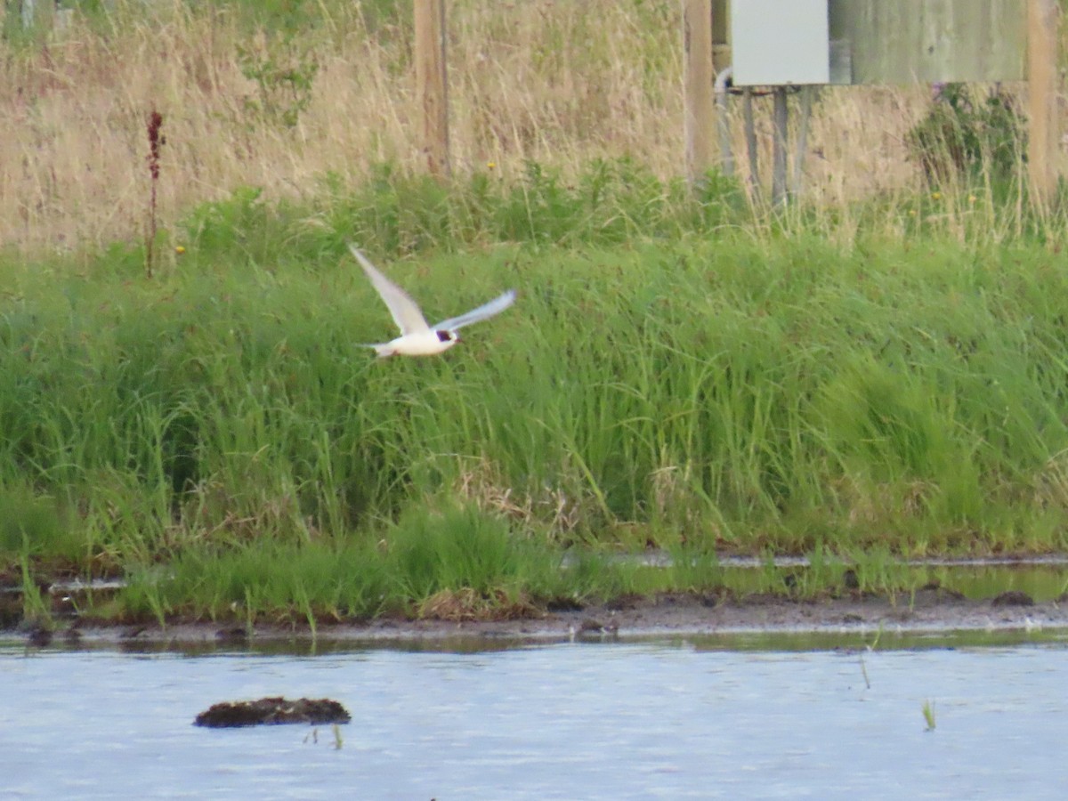 Arctic Tern - ML620517704