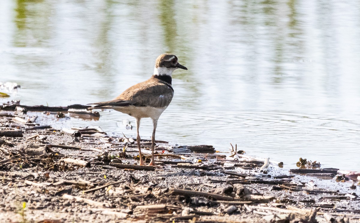 Killdeer - ML620517705