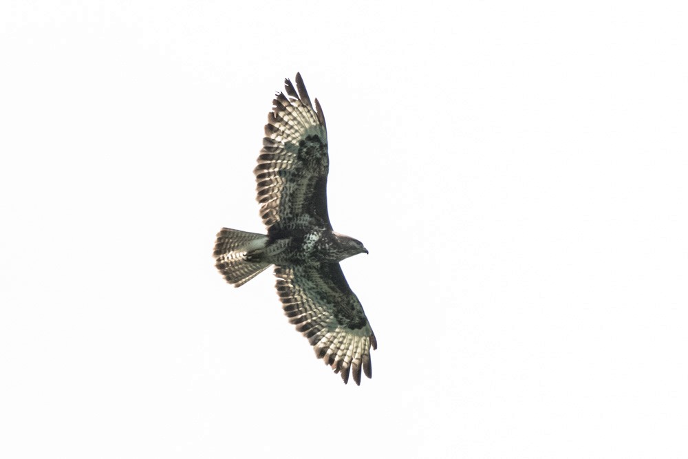 Common Buzzard - ML620517706