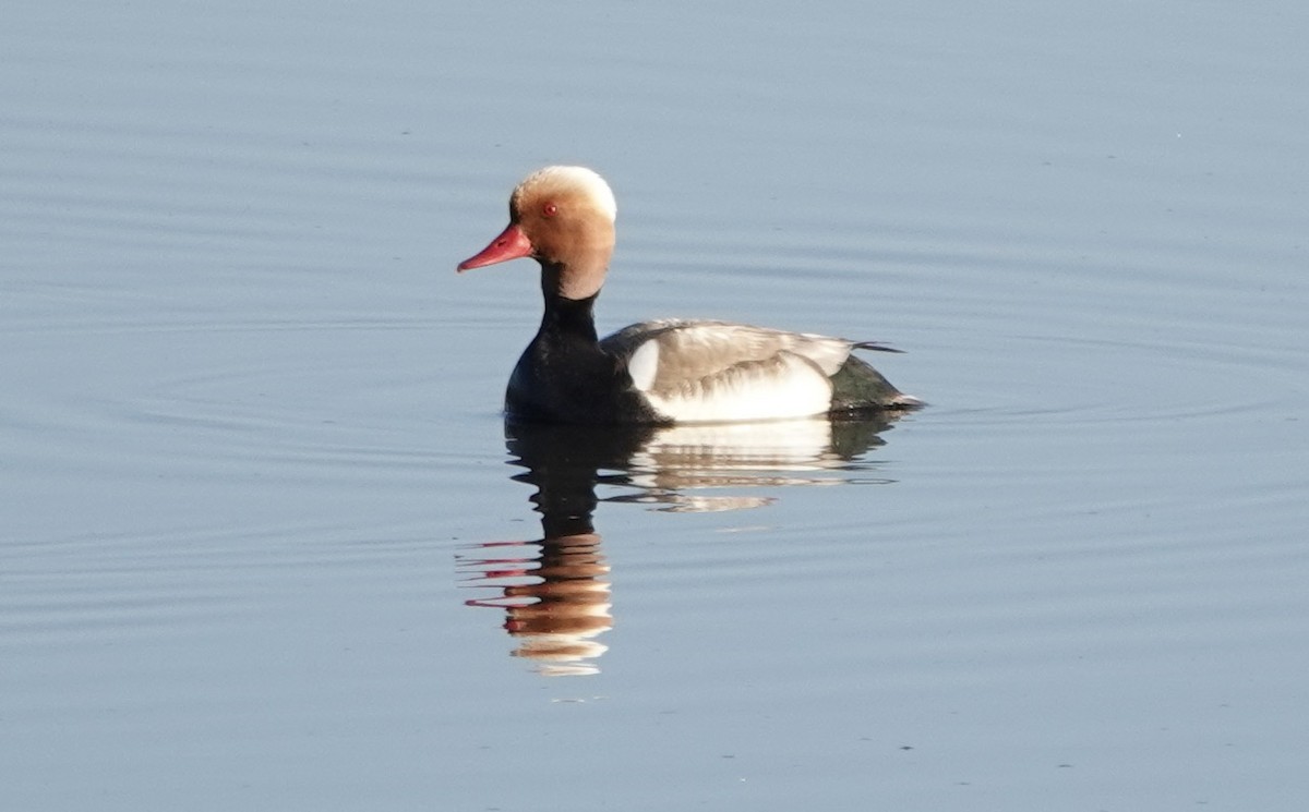 Red-crested Pochard - ML620517711