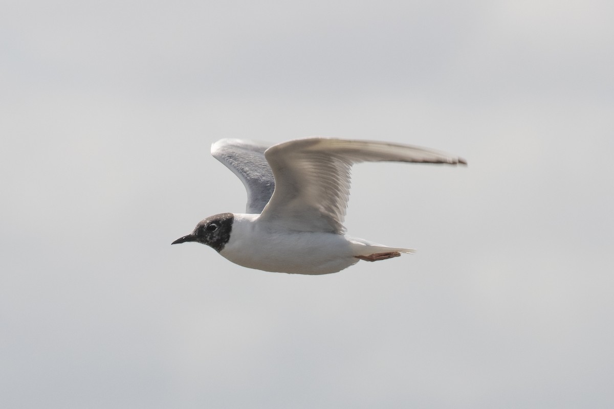 Bonaparte's Gull - ML620517720