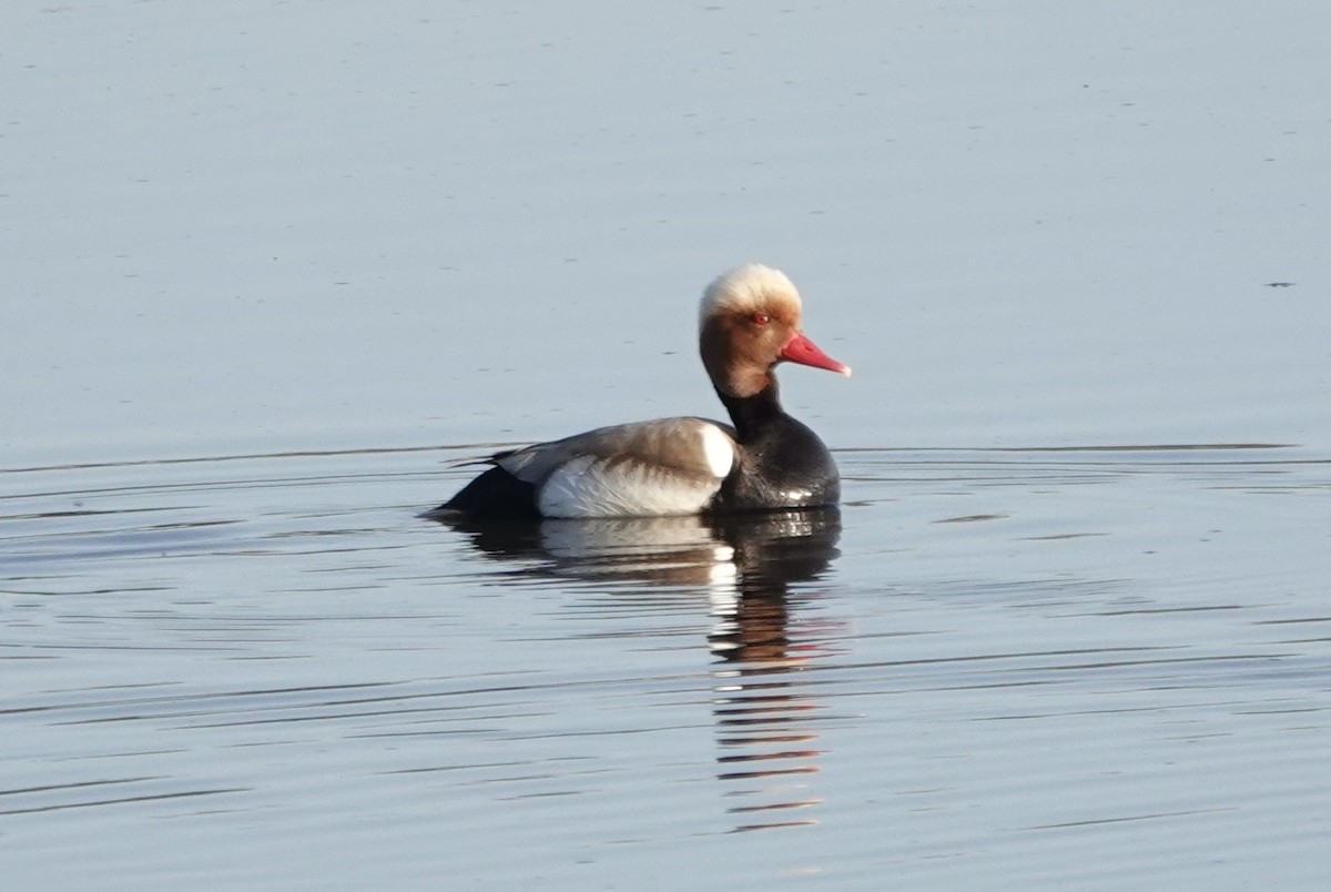 Red-crested Pochard - ML620517721