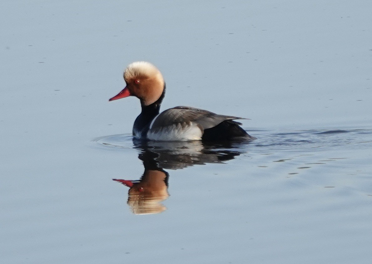 Red-crested Pochard - Dave Ebbitt