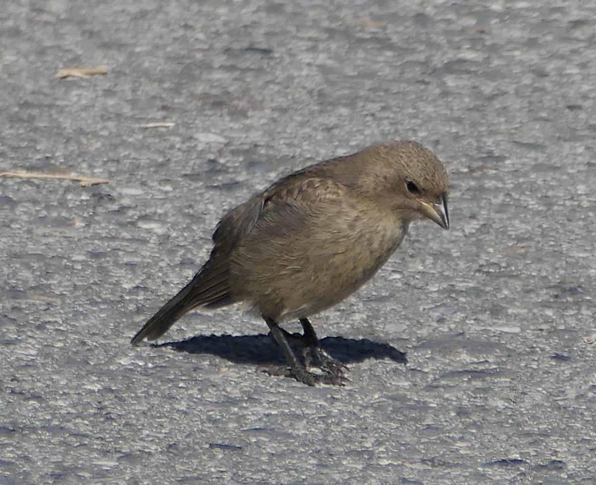 Brown-headed Cowbird - ML620517729