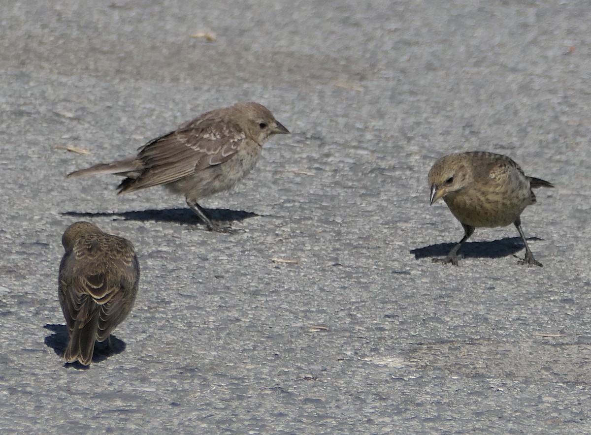 Brown-headed Cowbird - ML620517730