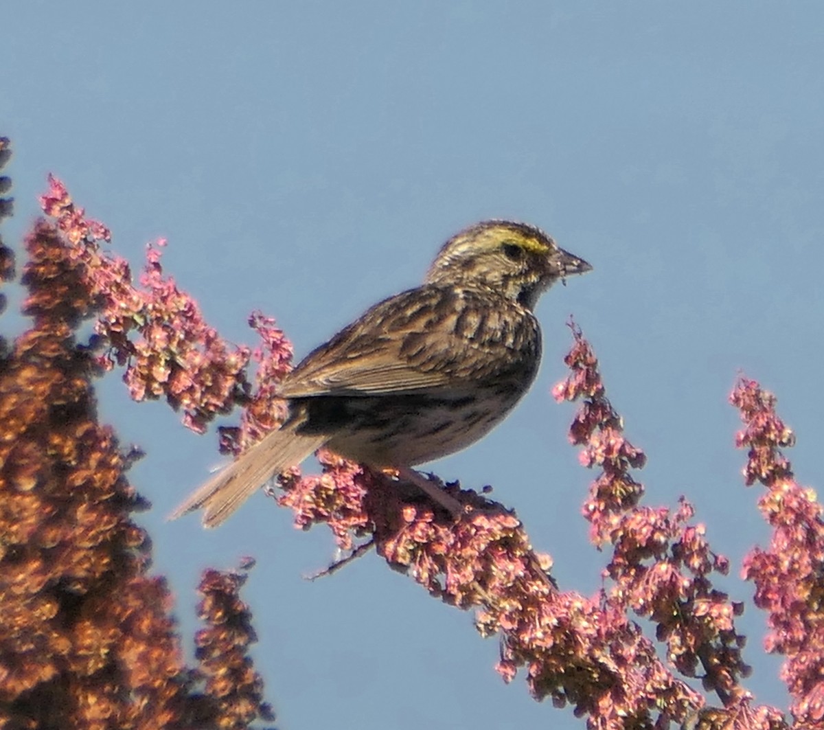 Savannah Sparrow - ML620517734