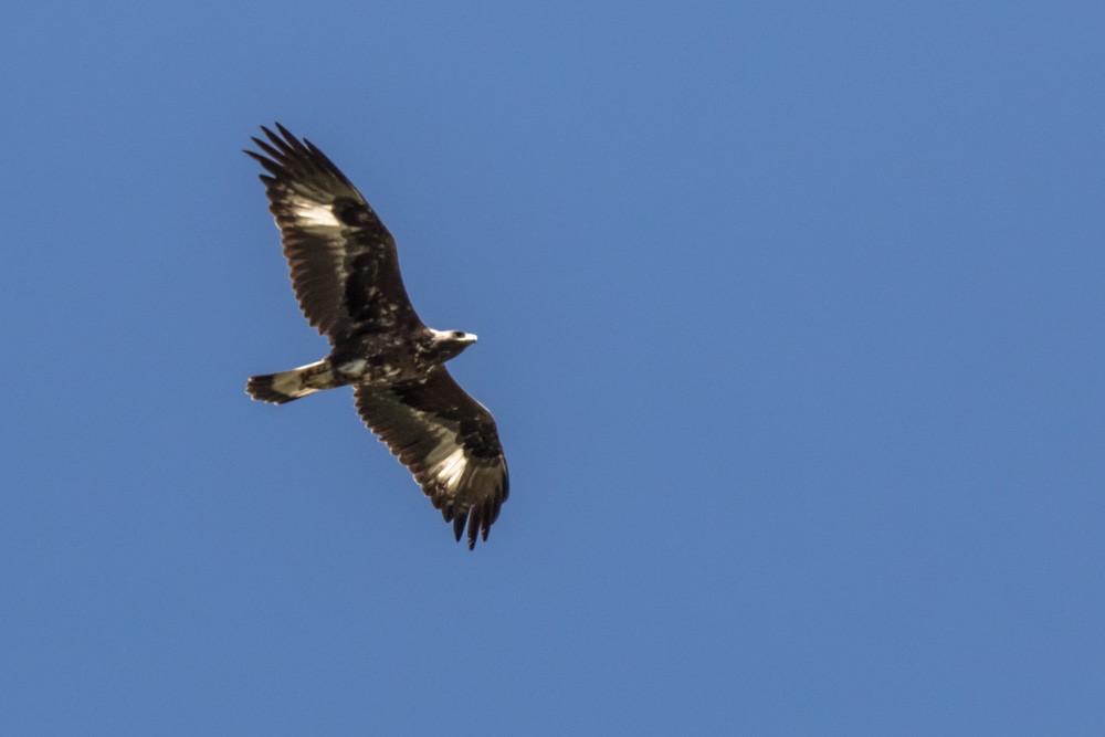 Golden Eagle - ML620517743