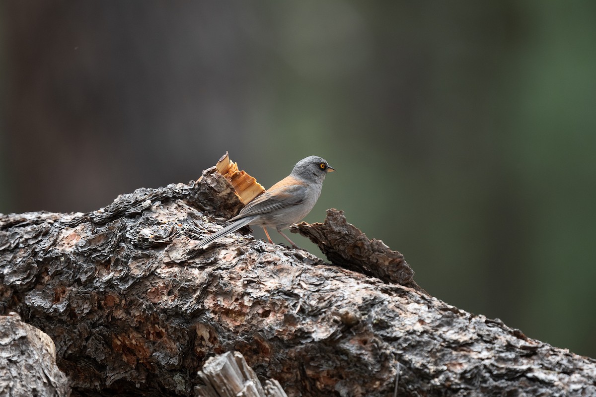 Junco aux yeux jaunes - ML620517744