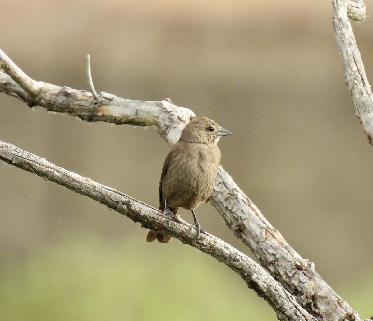 Brown-headed Cowbird - ML620517745