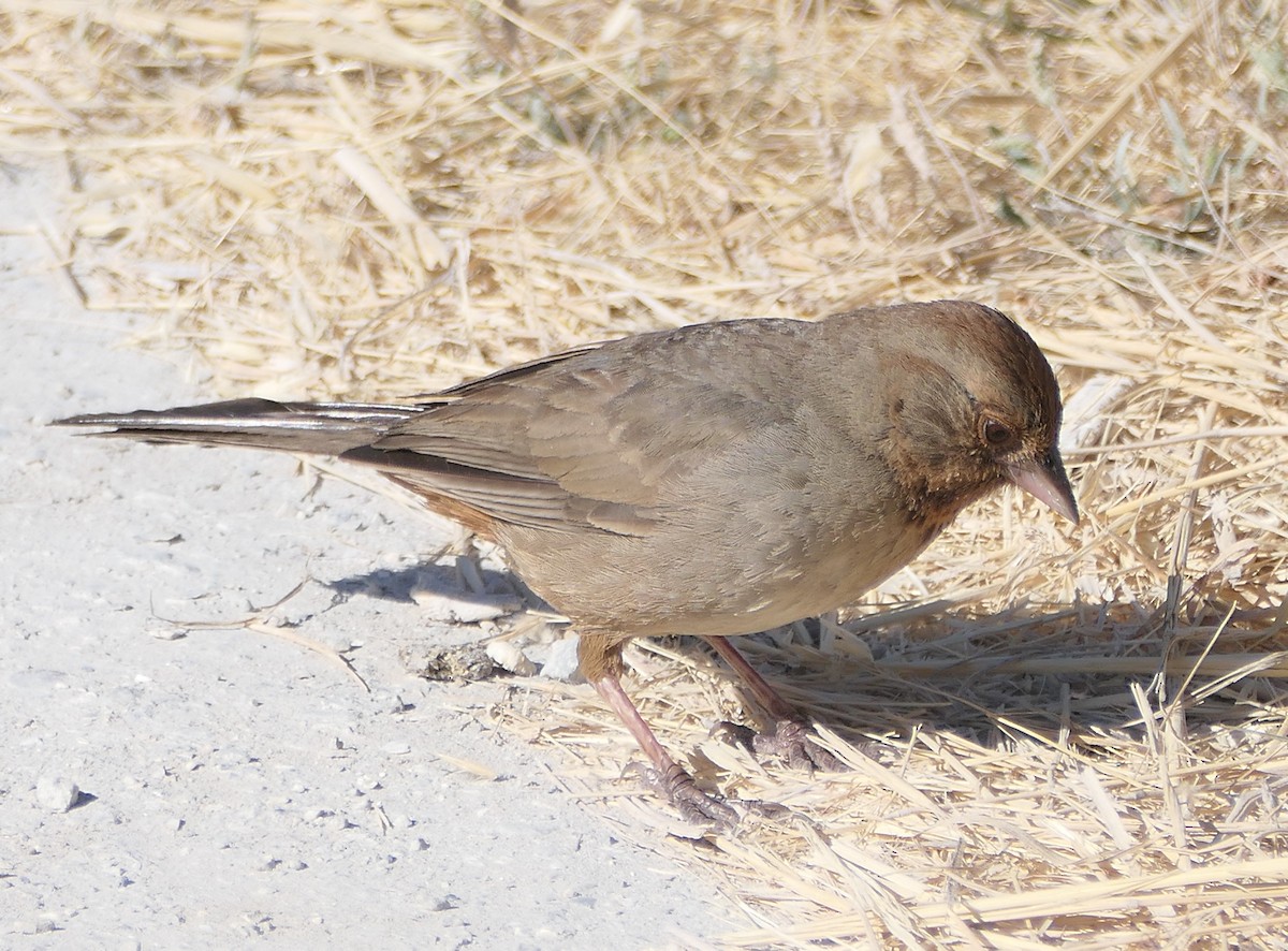 California Towhee - ML620517746