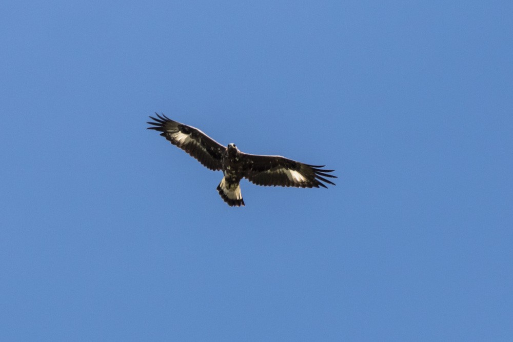 Águila Real - ML620517747