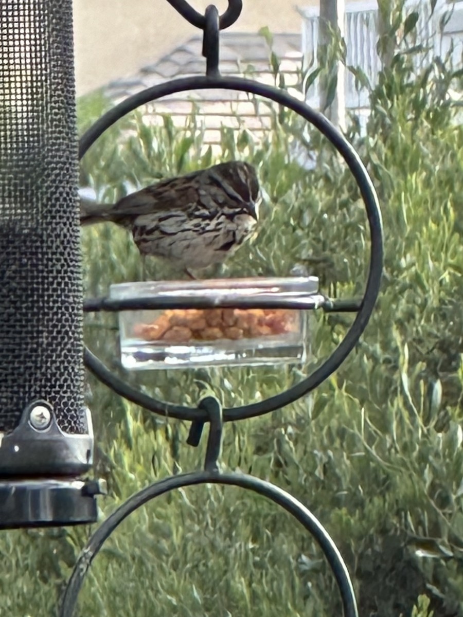 House Sparrow - ML620517749