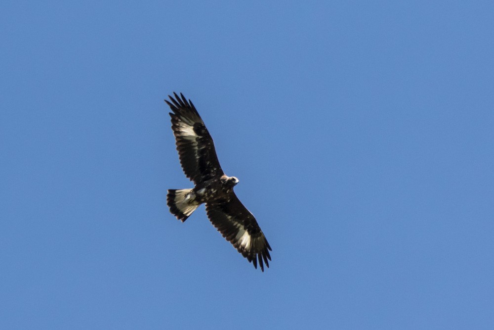 Águila Real - ML620517750