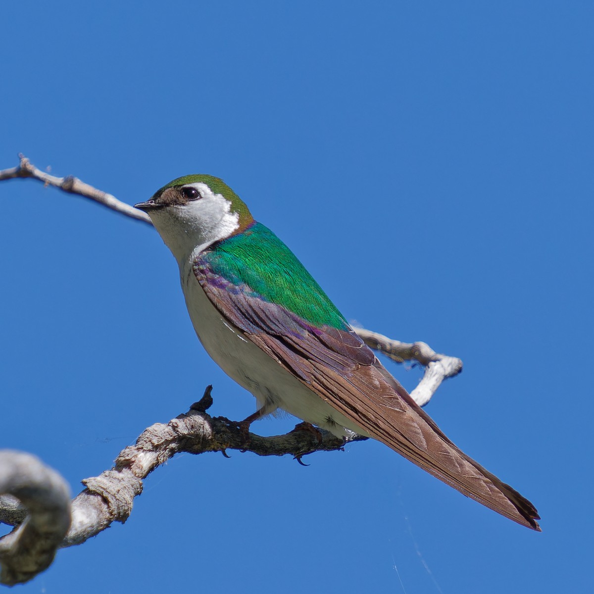 Violet-green Swallow - ML620517752
