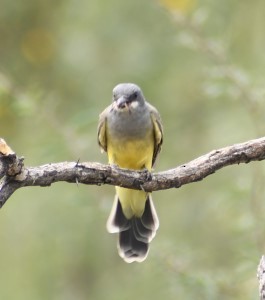 Western Kingbird - ML620517753