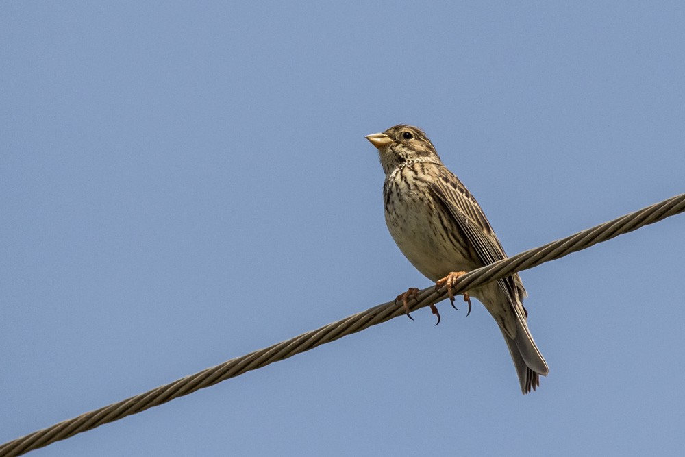 Corn Bunting - ML620517754