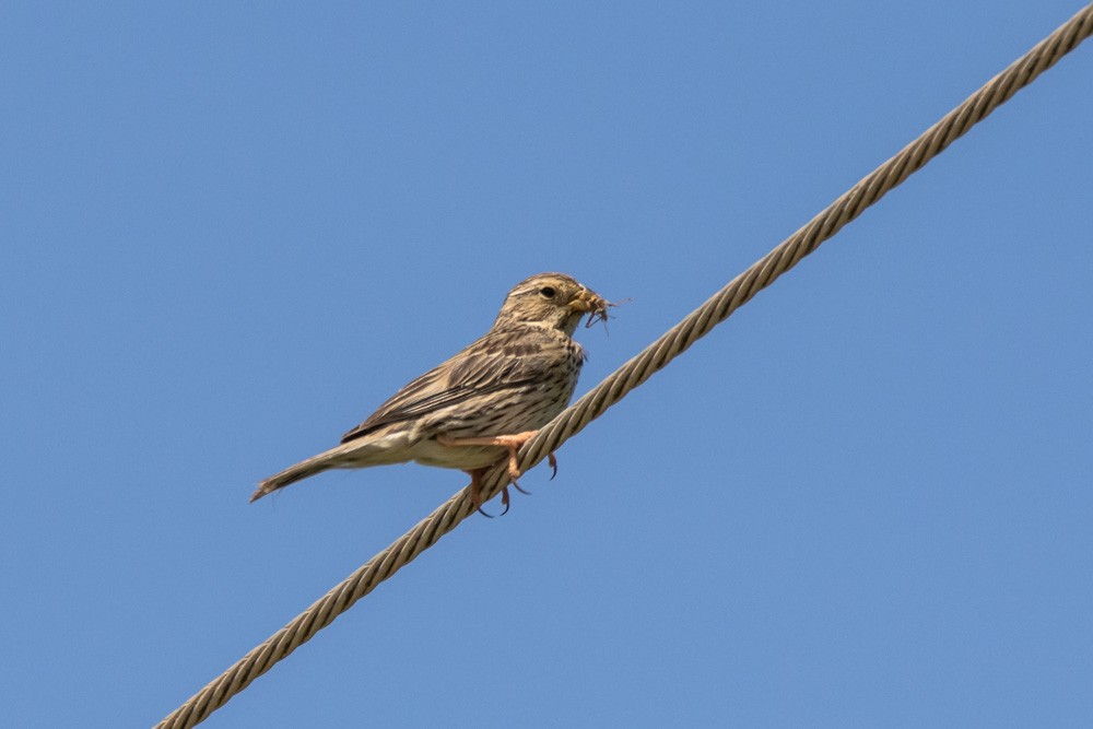 Corn Bunting - ML620517765