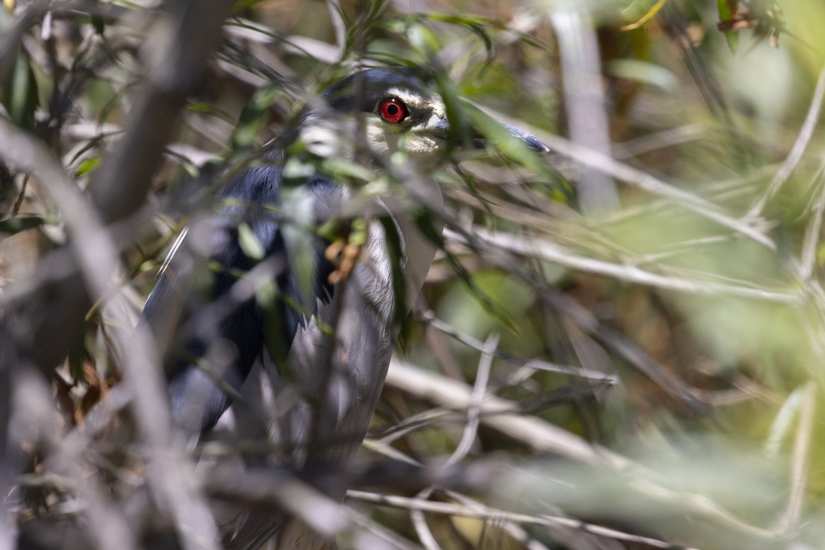 Black-crowned Night Heron - ML620517768