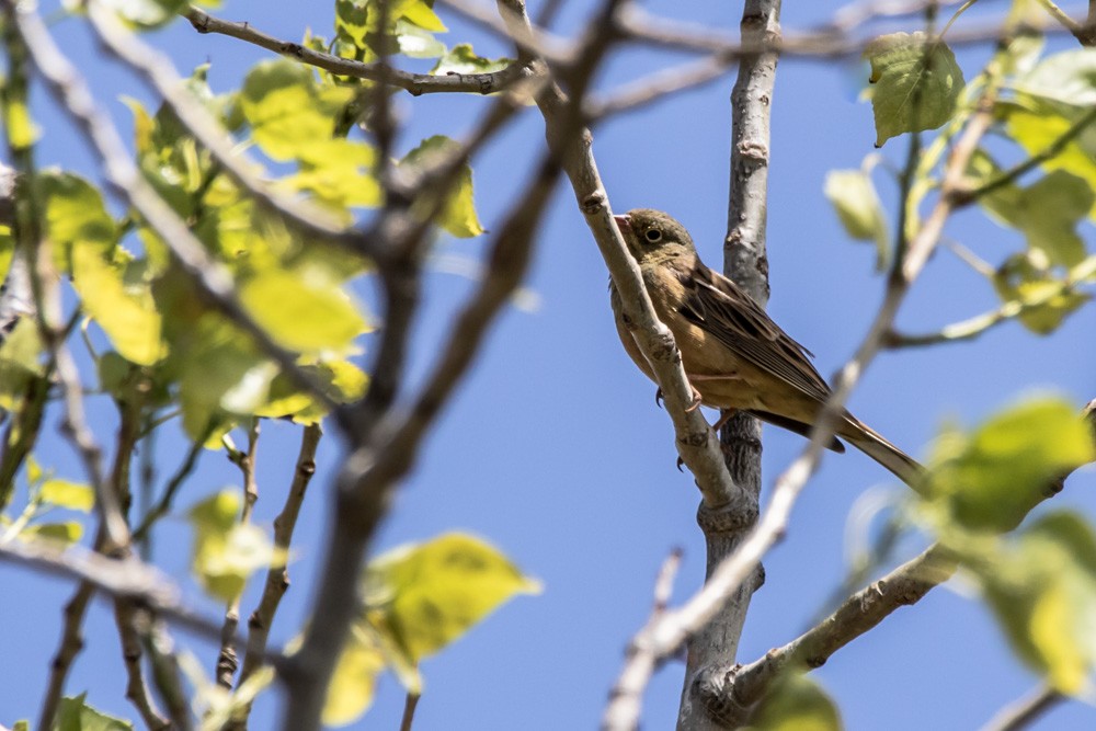 Ortolan Bunting - ML620517769