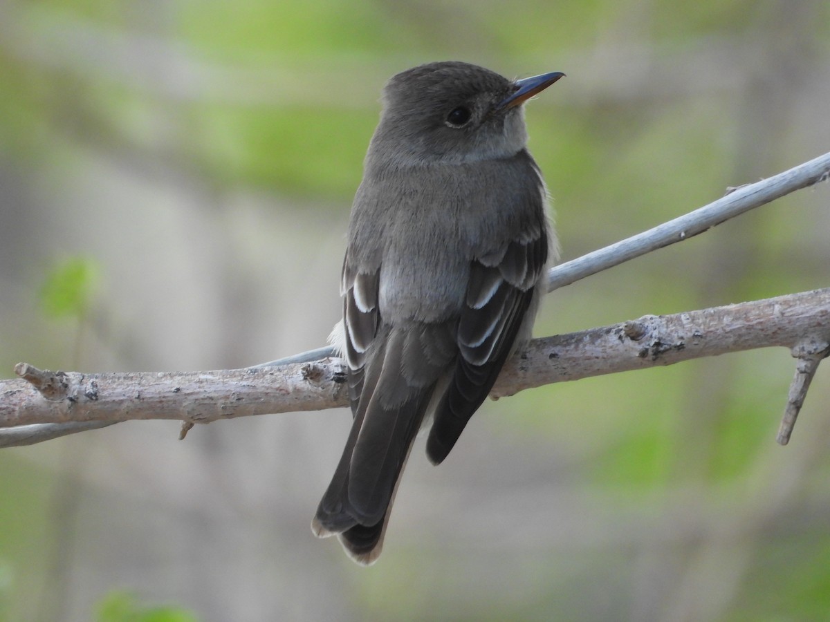 Western Wood-Pewee - ML620517771