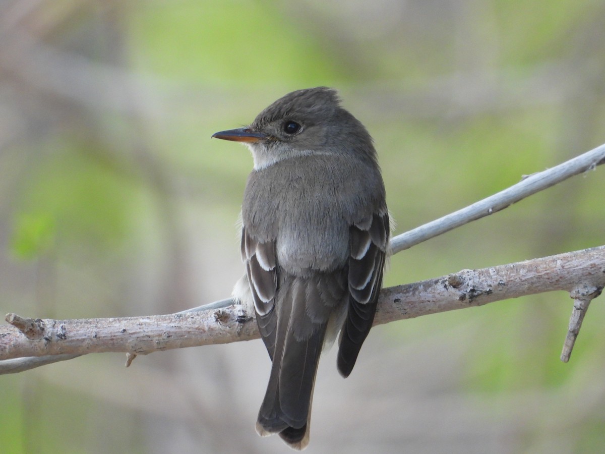 Western Wood-Pewee - ML620517773