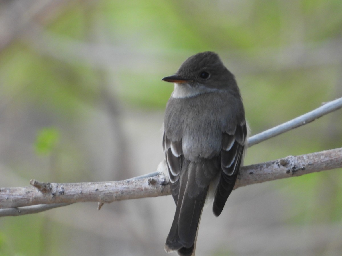 Western Wood-Pewee - ML620517774