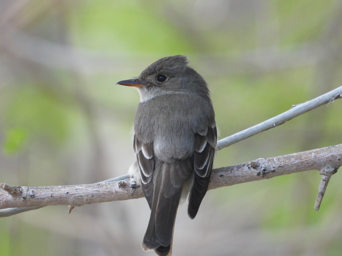 Western Wood-Pewee - ML620517775