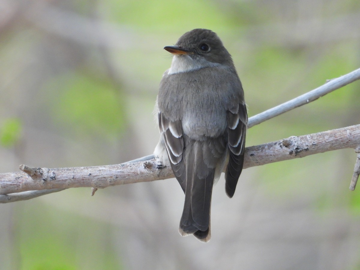 Western Wood-Pewee - ML620517776